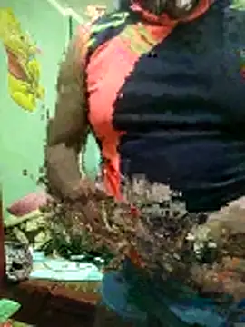 ShelfyOfferer online show from 31, 1, 2026