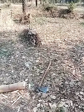 xxxsejal online show from 13, 1, 2026