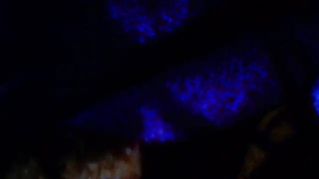 penesillo79 online show from 18, 12, 2025