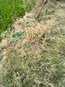 jellydicks online show from 28, 2, 2026