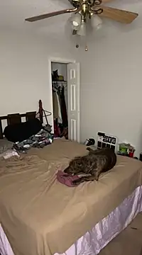 torilux online show from 25, 2, 2025