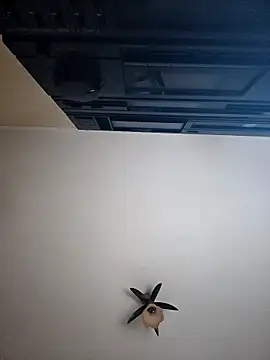 vulpe8400 online show from 8, 4, 2026