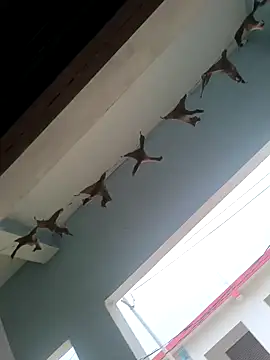 rana9639 1 online show from 27, 2, 2025