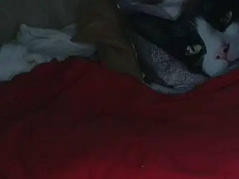 VeneRed online show from 12, 10, 2025