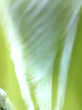 Snapshot of MaaliiiPonuTamil chatting on 24, 6, 2026 MaaliiiPonuTamil online show from 24, 6, 2026