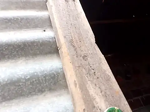 tayson  online show from 15, 10, 2025