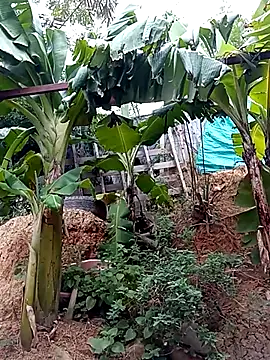 tayson  online show from 15, 3, 2025