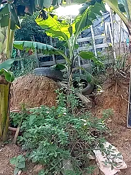 tayson  online show from 2, 3, 2025