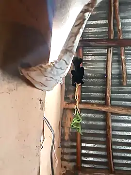 Snapshot of BIGBLACKCOOCK24- chatting on 5, 3, 2025 BIGBLACKCOOCK24- online show from 5, 3, 2025