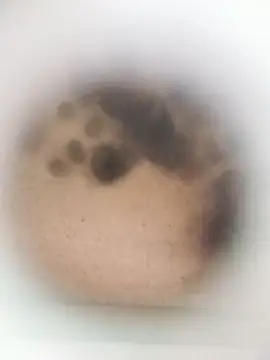 Leocesar37 online show from 27, 3, 2026