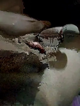 pusssyhub online show from 4, 12, 2025