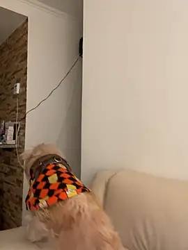 Im Valen Cute online show from 1, 10, 2025