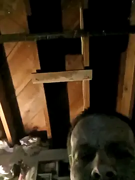 Whipit323 online show from 22, 2, 2026