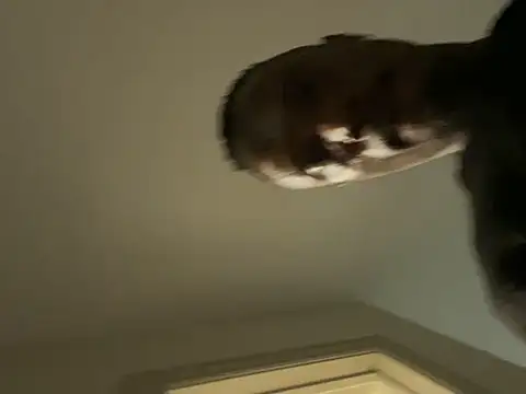 Backshort11 online show from 5, 2, 2026