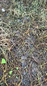 tamil000000 online show from 16, 3, 2025