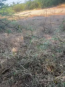 tamil000000 online show from 9, 3, 2025