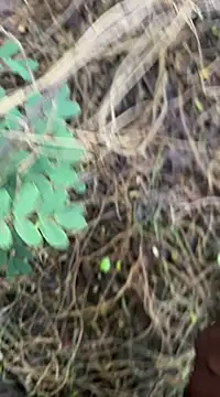 tamil000000 online show from 18, 3, 2025