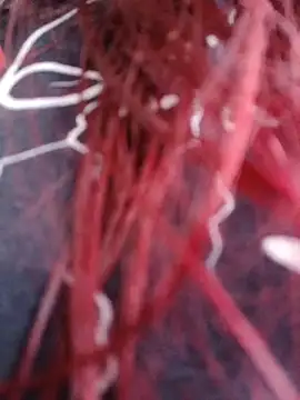 Gelena Black online show from 11, 10, 2025