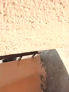 PracticalGum40 online show from 12, 2, 2026