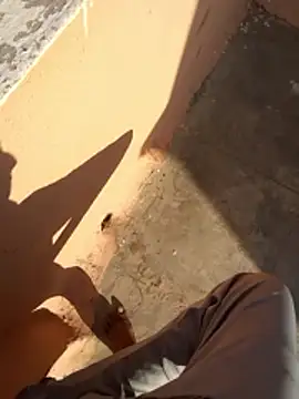 PracticalGum40 online show from 11, 1, 2026