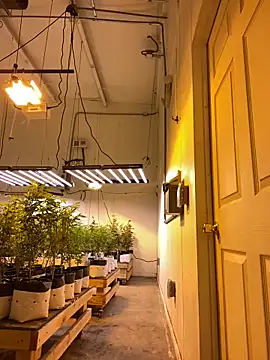 jr91esl online show from 2, 3, 2025