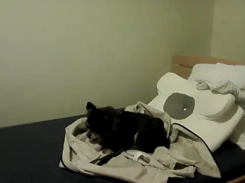 housewife shantie online show from 15, 11, 2025