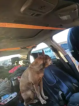 Snapshot of DatingProfile_USA_43_str8 chatting on 4, 10, 2025 DatingProfile USA 43 str8 online show from 4, 10, 2025