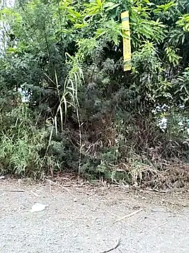Snapshot of Danna-linyi chatting on 29, 3, 2026 Danna-linyi online show from 29, 3, 2026
