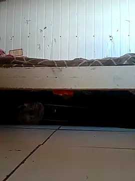 frotasso online show from 2, 4, 2026