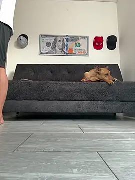 boss of cash online show from 27, 2, 2026