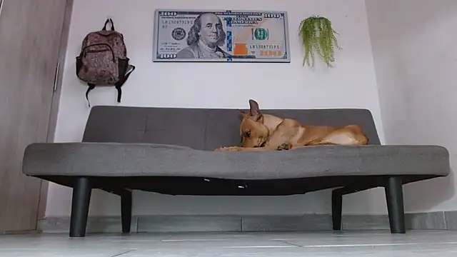 boss of cash online show from 31, 5, 2026