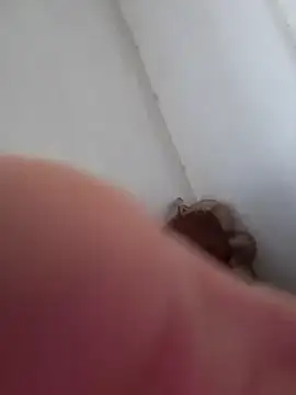 rodrigopvai online show from 3, 10, 2025