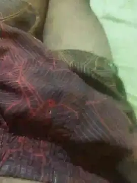 Snapshot of jarmesr7x chatting on 11, 2, 2025 jarmesr7x online show from 11, 2, 2025