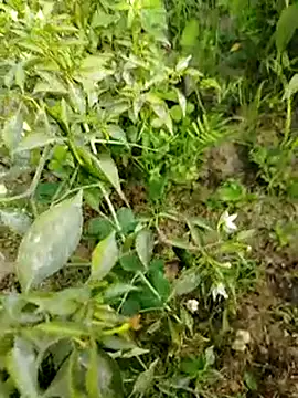 Snapshot of sweet_suman chatting on 15, 1, 2025 sweet suman online show from 15, 1, 2025