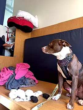 Dnasty408 online show from 16, 10, 2025