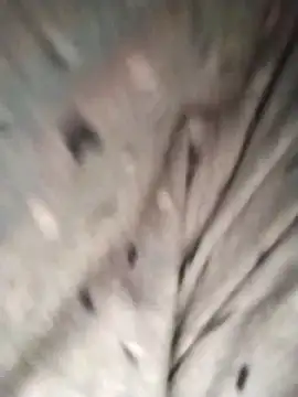 parasexucat online show from 5, 4, 2026