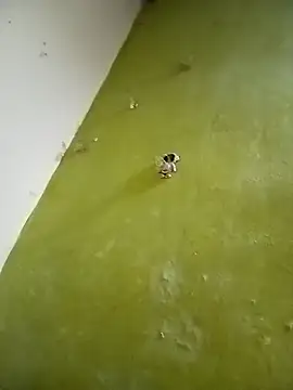 Piya Ji online show from 21, 3, 2025