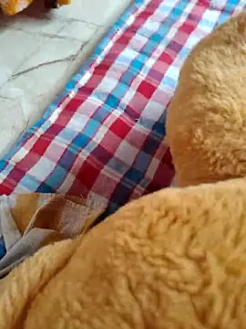 lovelygirl4567 online show from 2, 11, 2025