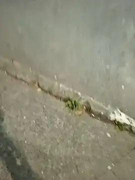 mmarvis za78 93 21cm online show from 16, 12, 2025