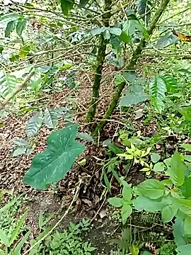 mmarvis za78 93 21cm online show from 4, 11, 2025