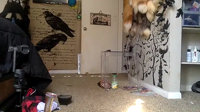 Snapshot of trashbrat chatting on 3, 10, 2025 trashbrat online show from 3, 10, 2025