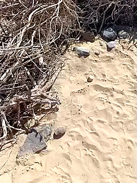 Snapshot of MountJohnXL chatting on 20, 2, 2025 MountJohnXL online show from 20, 2, 2025