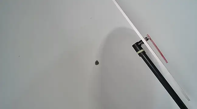 Dancing Cat online show from 27, 2, 2025