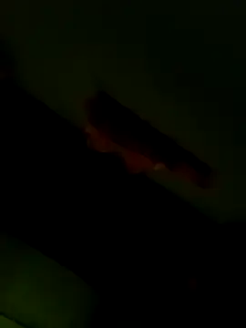 Raj41 online show from 6, 1, 2026