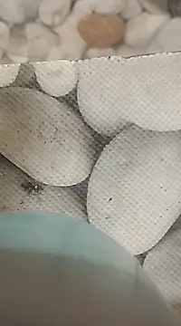 Playboy bhabhi 00 online show from 25, 2, 2025