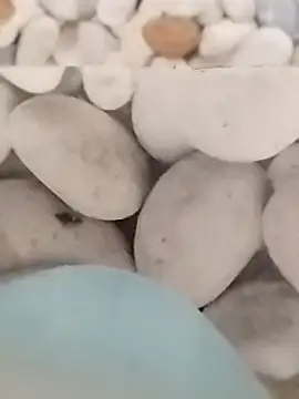 Playboy bhabhi 00 online show from 27, 2, 2025