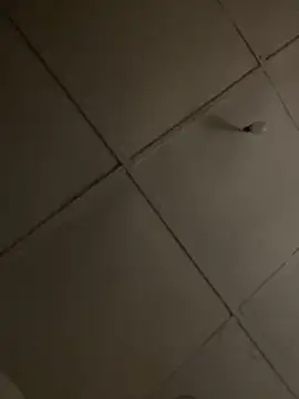 Boneca25 online show from 16, 11, 2025