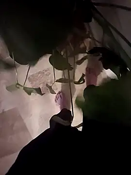 Dam70 online show from 14, 12, 2025