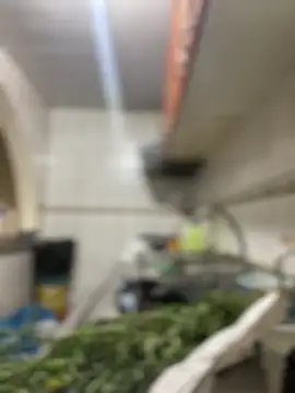 Carola-Ross online show from 24, 3, 2026