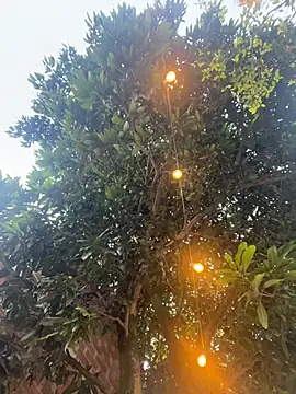 aurora coldd online show from 27, 10, 2025